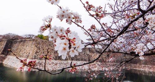 nganh-dong-phuong-hoc